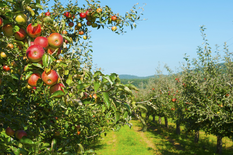 fruit orchard