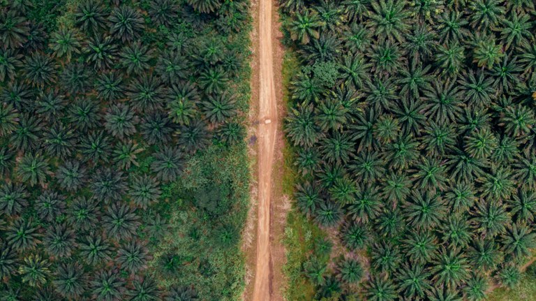 tropical forest with road